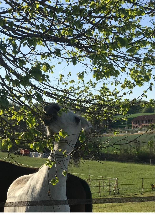 Appartamento In Cascina -La Cascinetta Di Ali- Roatto Exterior photo